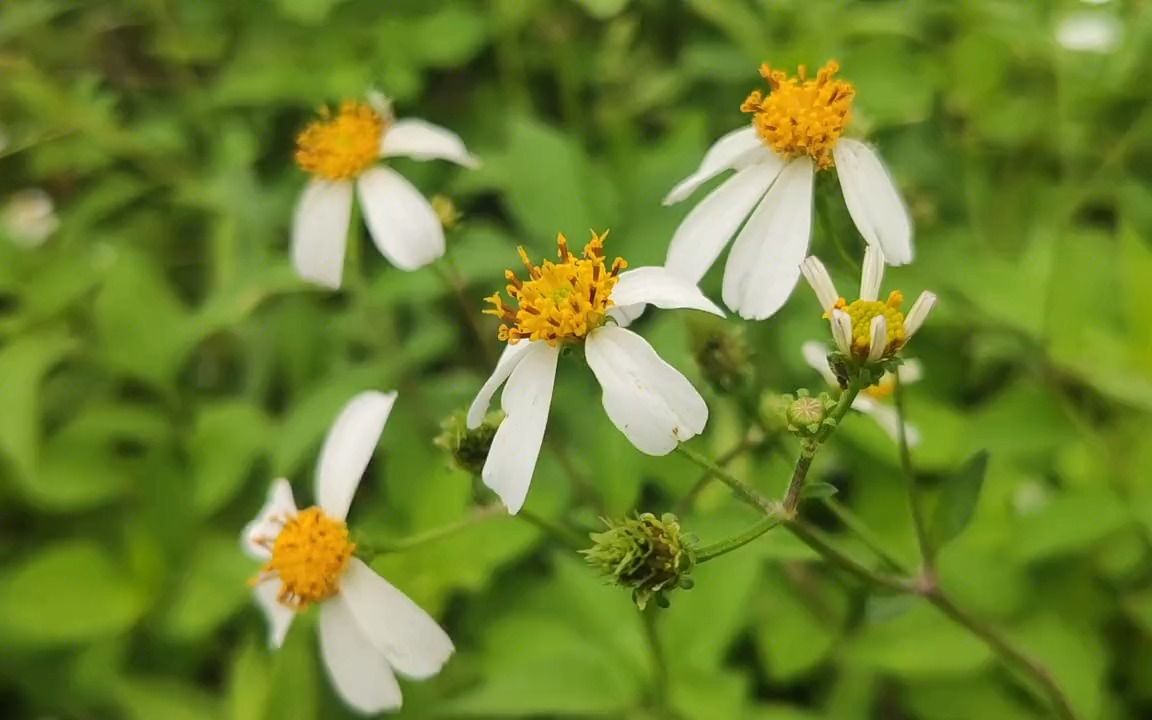 路边常见的粘人草,没想到还有这么好的价值?挖点回家煮水