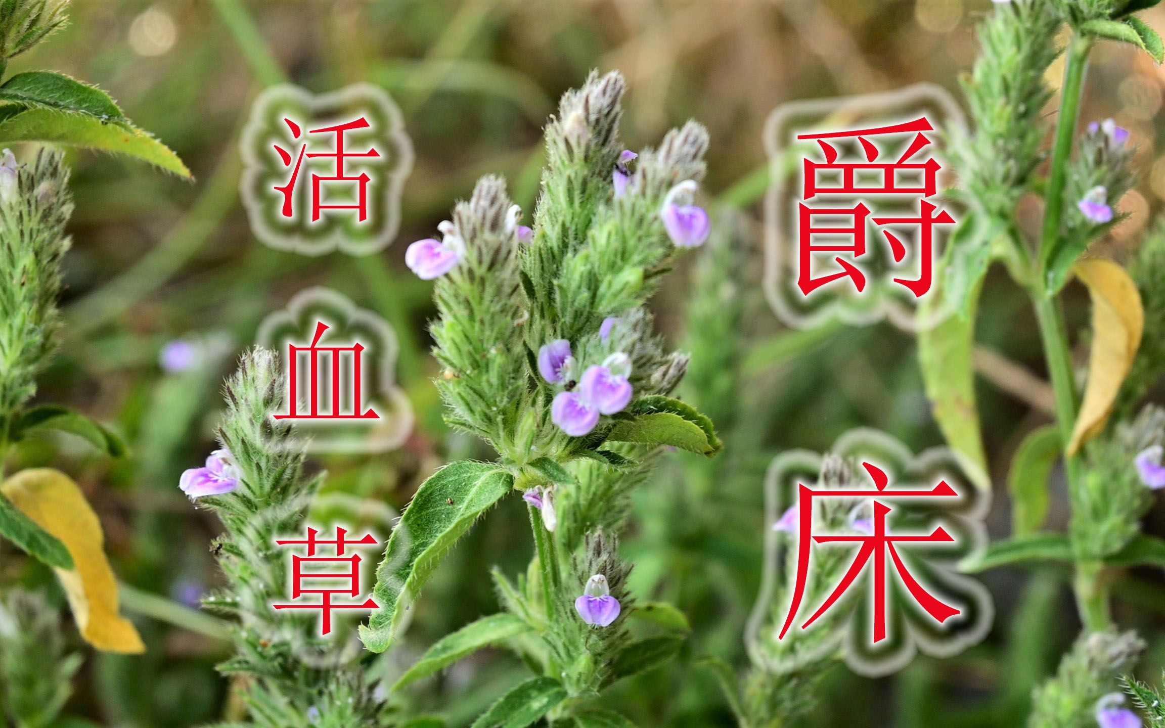 民间草药"爵床"毒蛇克星,当地人称"活血草",很多人当草来除