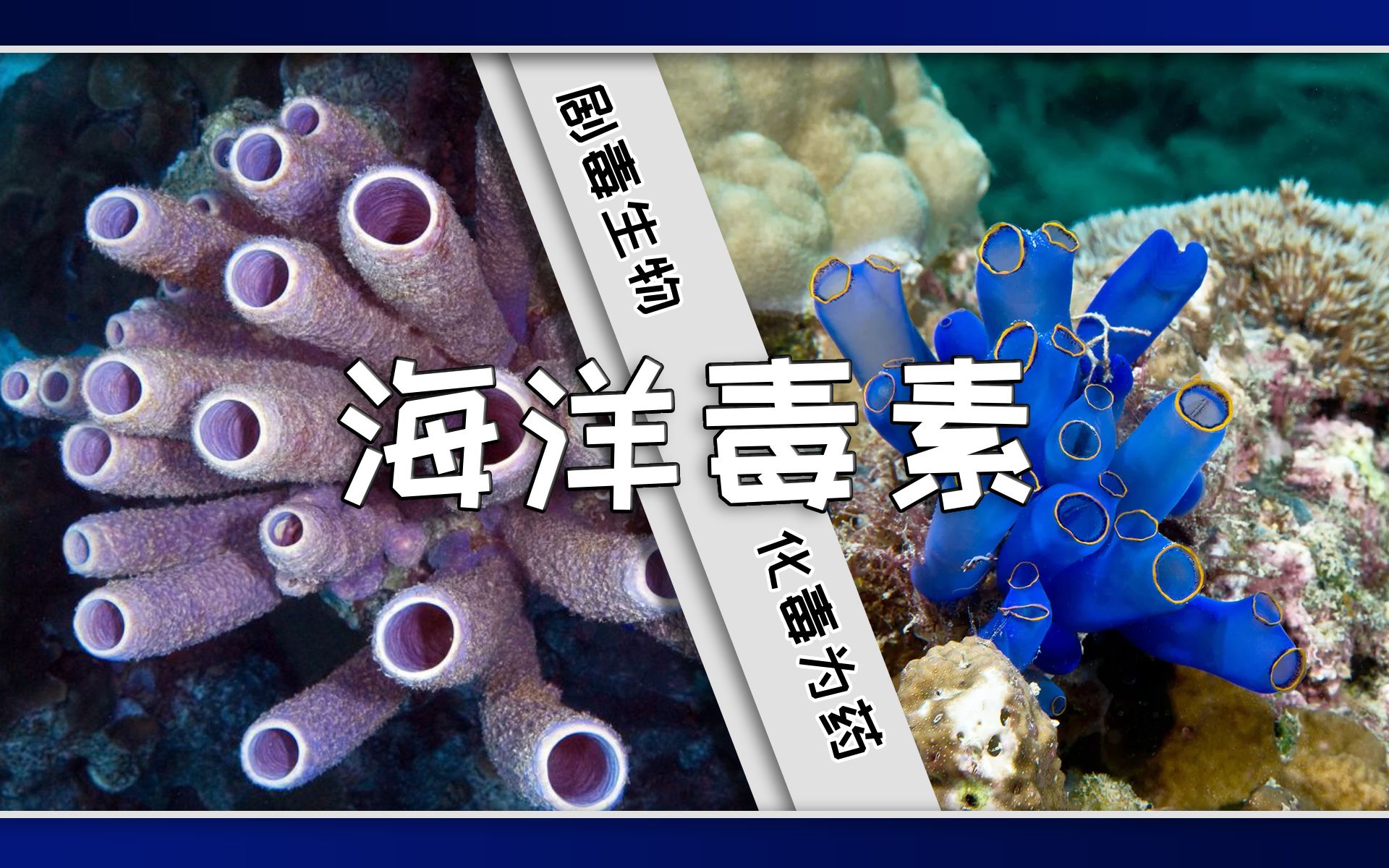 [图]【癌症简史20】毒海绵，毒海鞘，剧毒生物如何成为药物宝库