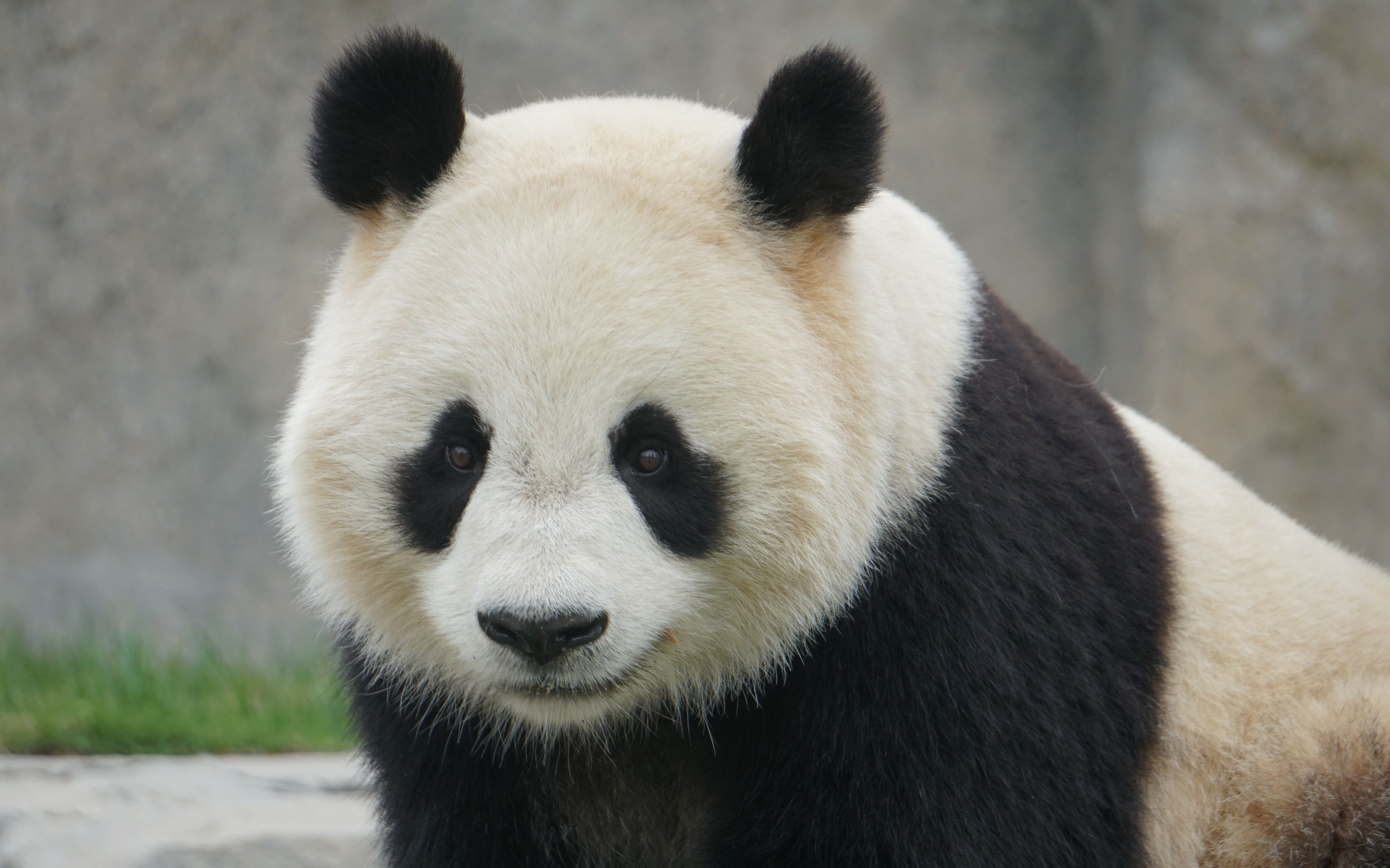 【大熊猫七七】恰分散藏食