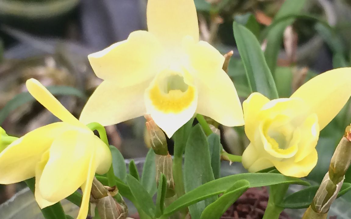 米斛花的功效(米斛花:改善睡眠,缓解疼痛的天然良药)