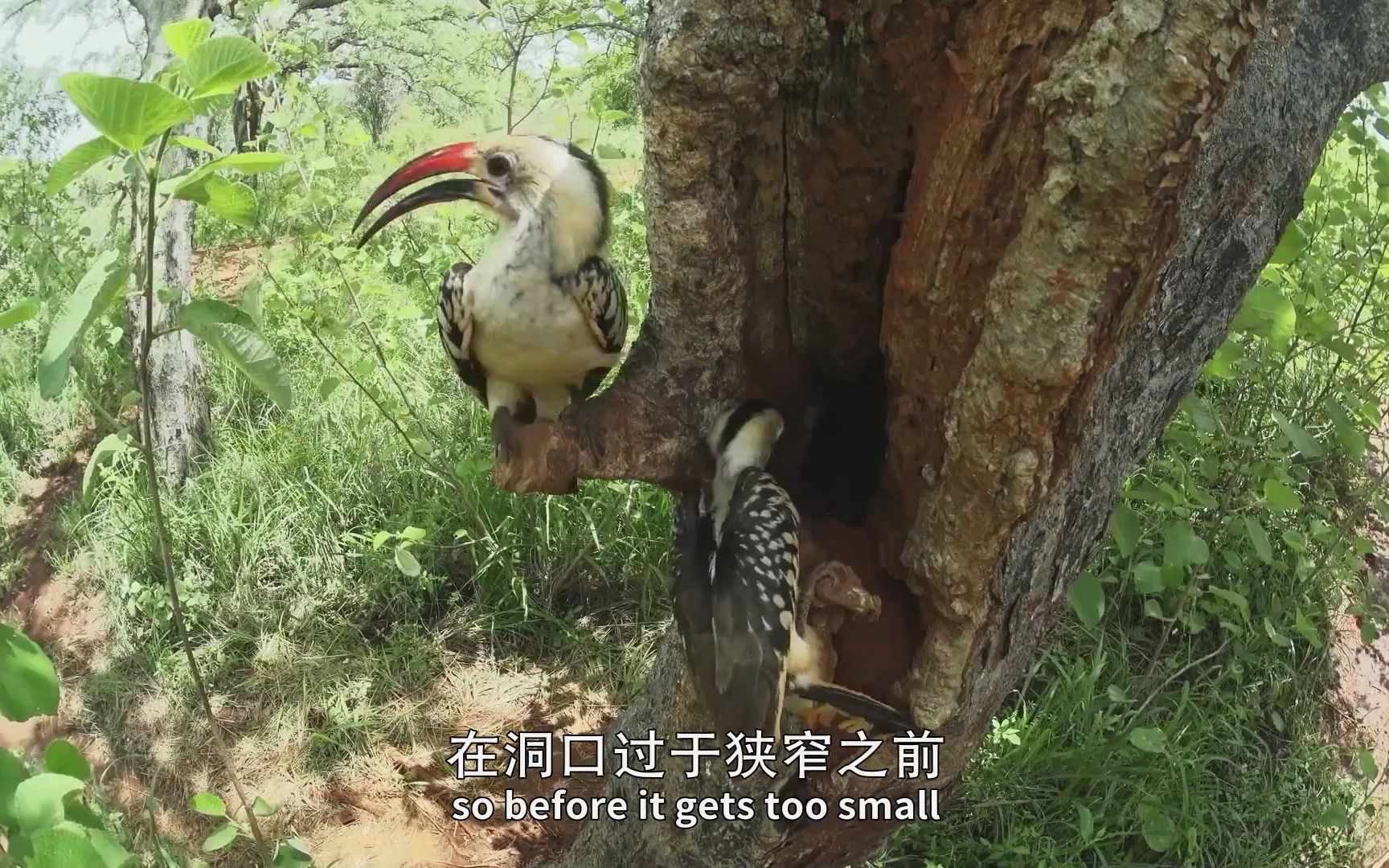 原野:雄性红嘴弯嘴犀鸟跳舞吸引妻子来新址,合作筑巢,配合默契