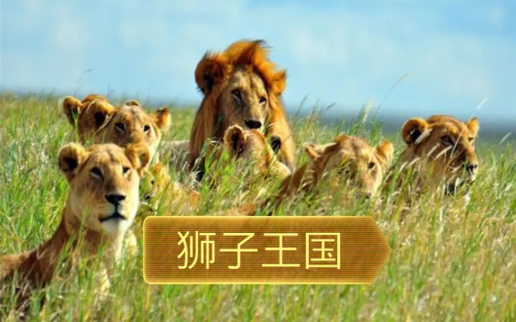 [图]英国纪录片Lion Country 狮子王国 (全二季共18集合集)