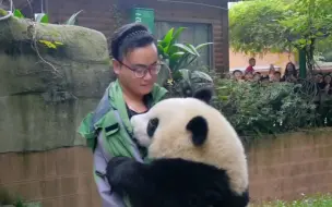 Скачать видео: 智商超群的熊猫萌兰，真的太聪明了，快送它去上学吧