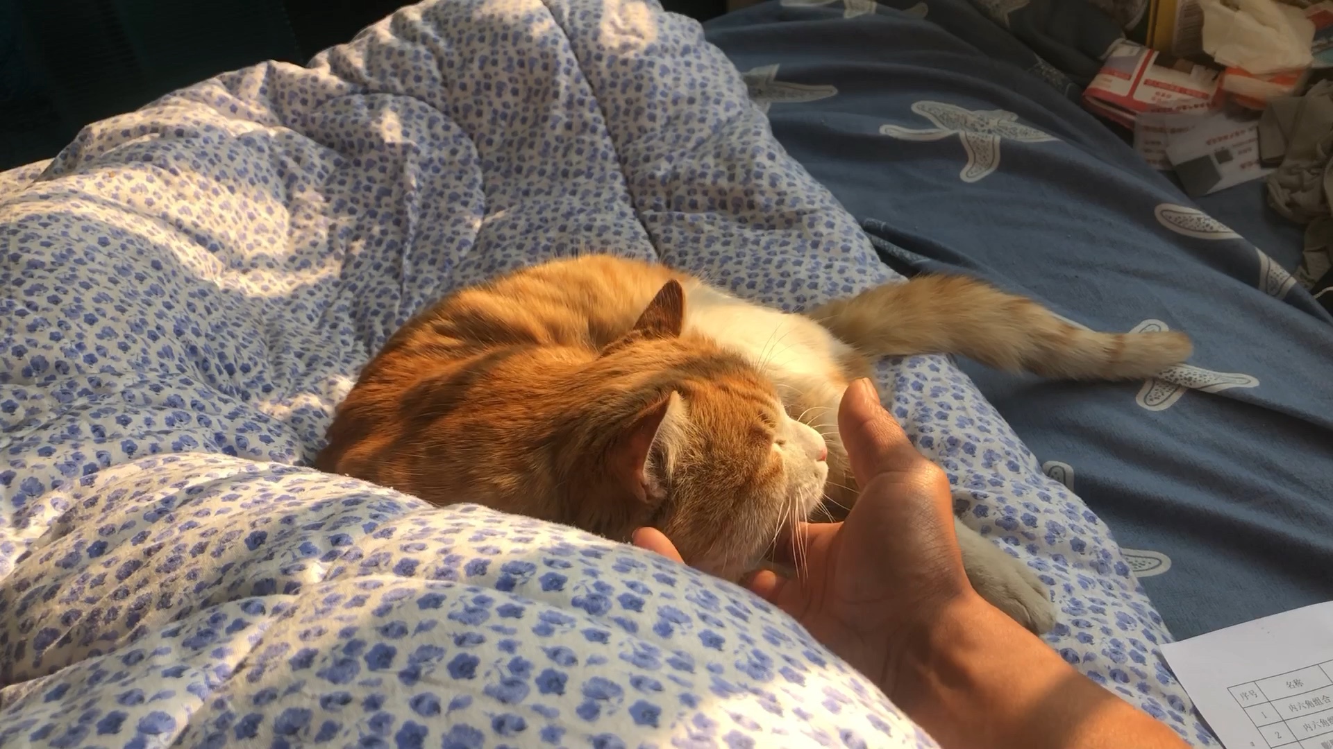 斗猫玩会,斗舒服了居然咬我,看给我咬的牙印