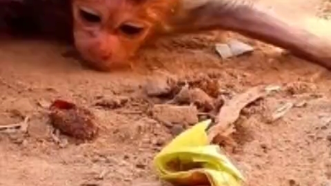 母猴一点奶水没有无奈的饿着刚出生猴宝宝可怜的幼崽一个劲舔食地上土来填饱肚子哔哩哔哩bilibili