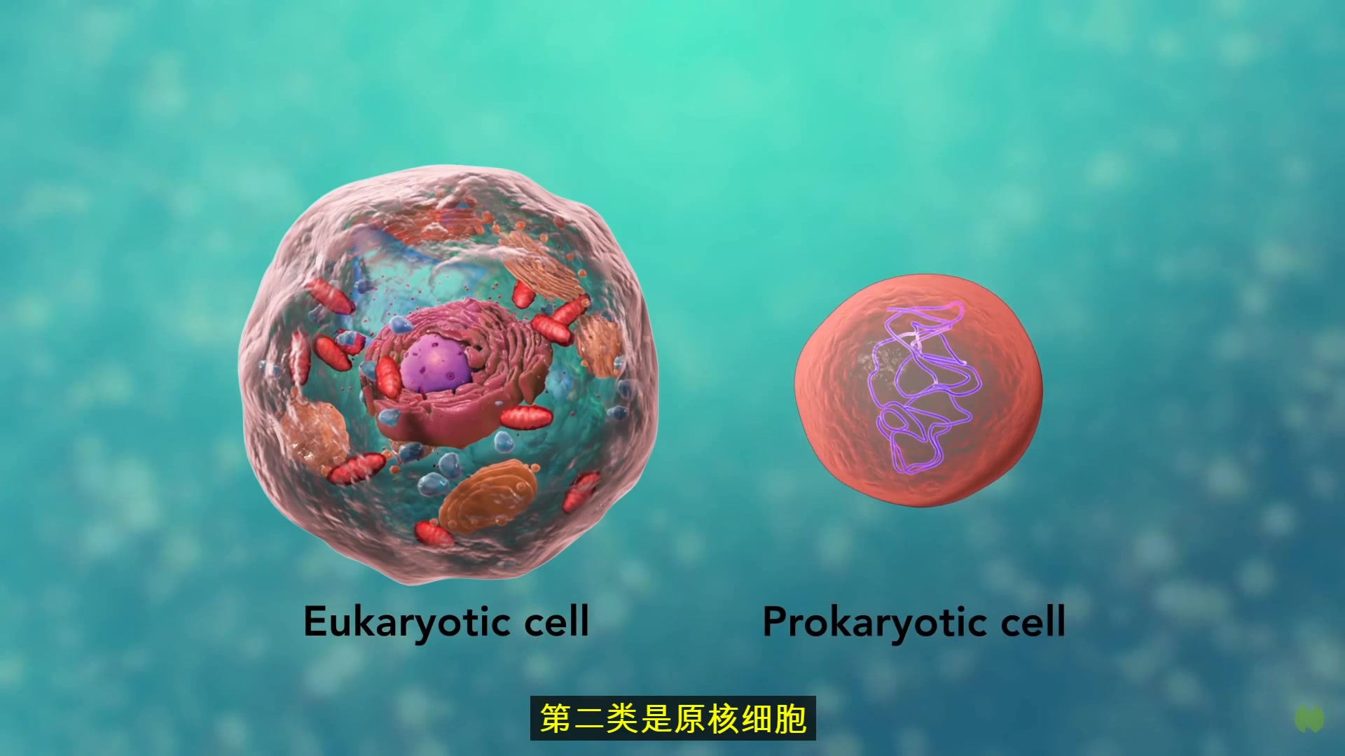 【3D医学动画】生物学:细胞结构哔哩哔哩bilibili