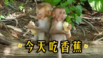 Download Video: 【贪吃猴】贪吃猴兄弟能否吃完一根香蕉🍌