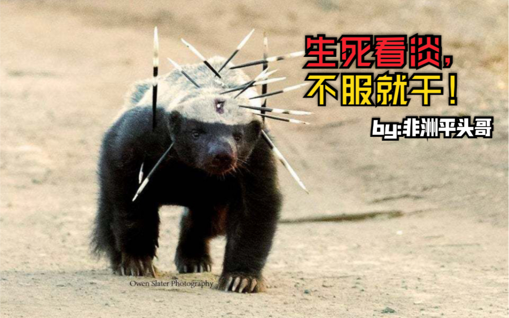 残酷的动物们非洲平头哥蜜獾老子从不记仇有仇当场就报