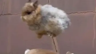 兔子打架，超猛的