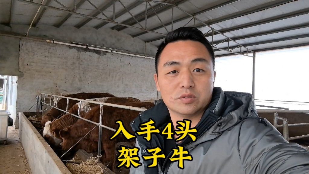 入手4头架子牛,比往年节约15000左右,大家觉得怎么样?