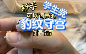 Download Video: 爬宠豹纹守宫饲养指南手册！新手都可以来借鉴借鉴！