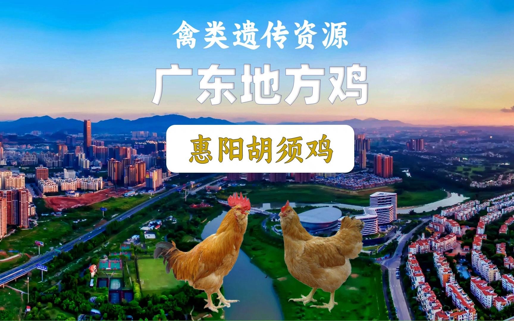 游广东惠州惠阳,认识当地特色土鸡惠阳胡须鸡!