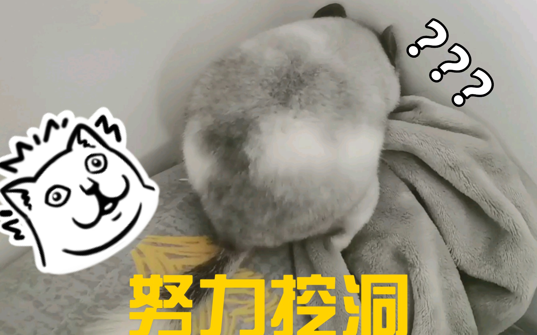 【龙猫】不会挖洞的龙猫不是合格的老鼠子~哔哩哔哩bilibili