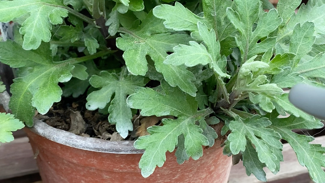 [图]春季菊花的简单管理