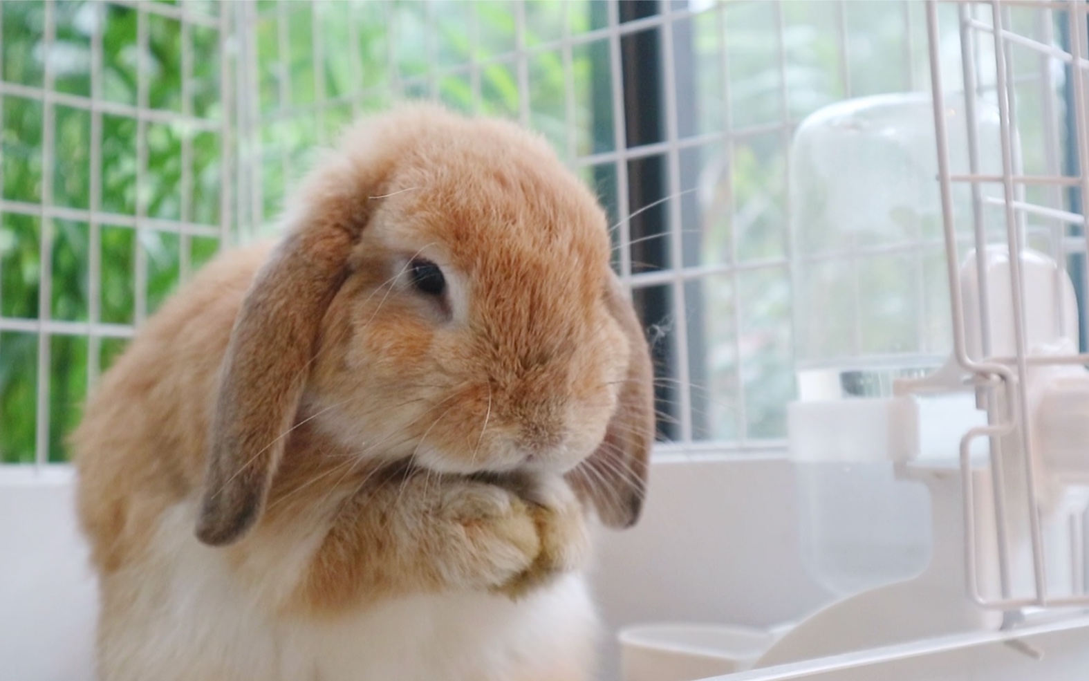 萌兔小屋听雨声雷声一只一直想出去玩的兔子