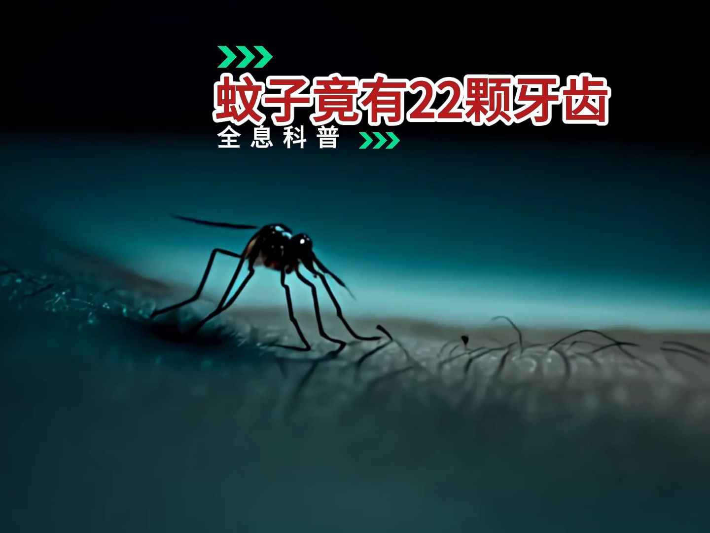 揭秘"嗡嗡"小恶魔:蚊子竟有22颗牙齿?