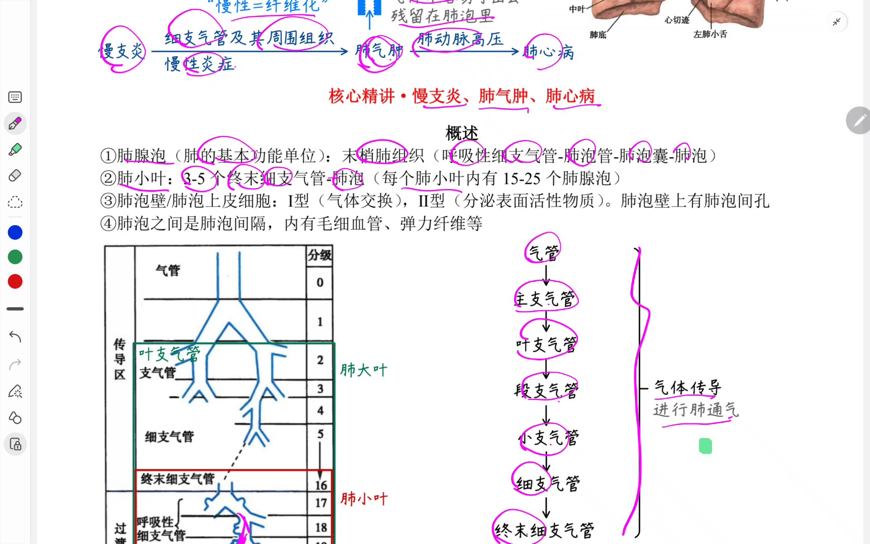 肺气肿的发病机制图片