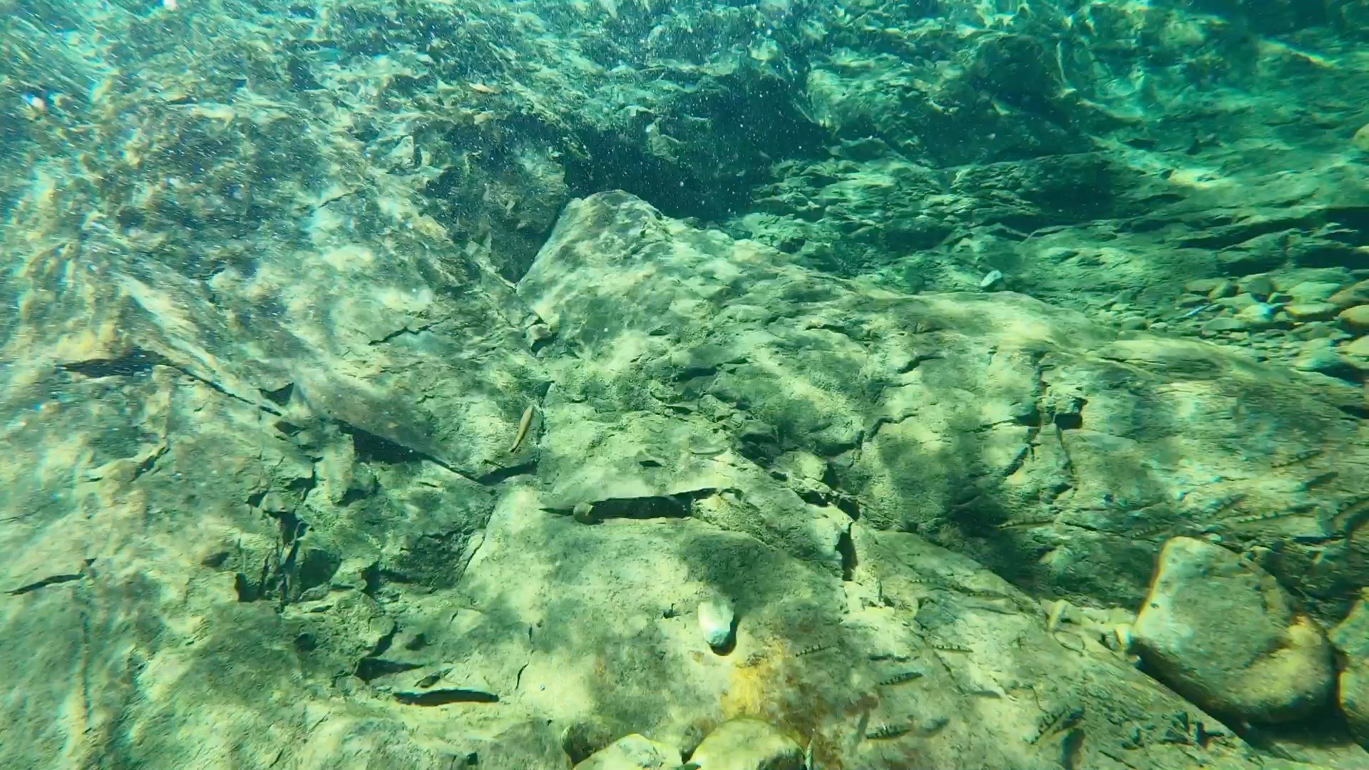 4k溪流水下新世界跟随美丽小条鳅去拜访它的家园