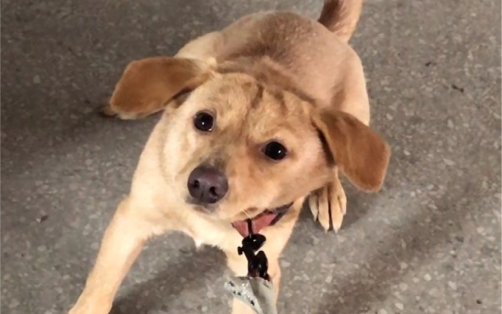 这种呆傻的狗子长得都一样眼睛圆耳朵大鼻子红头顶平不讲狗德耗子尾汁