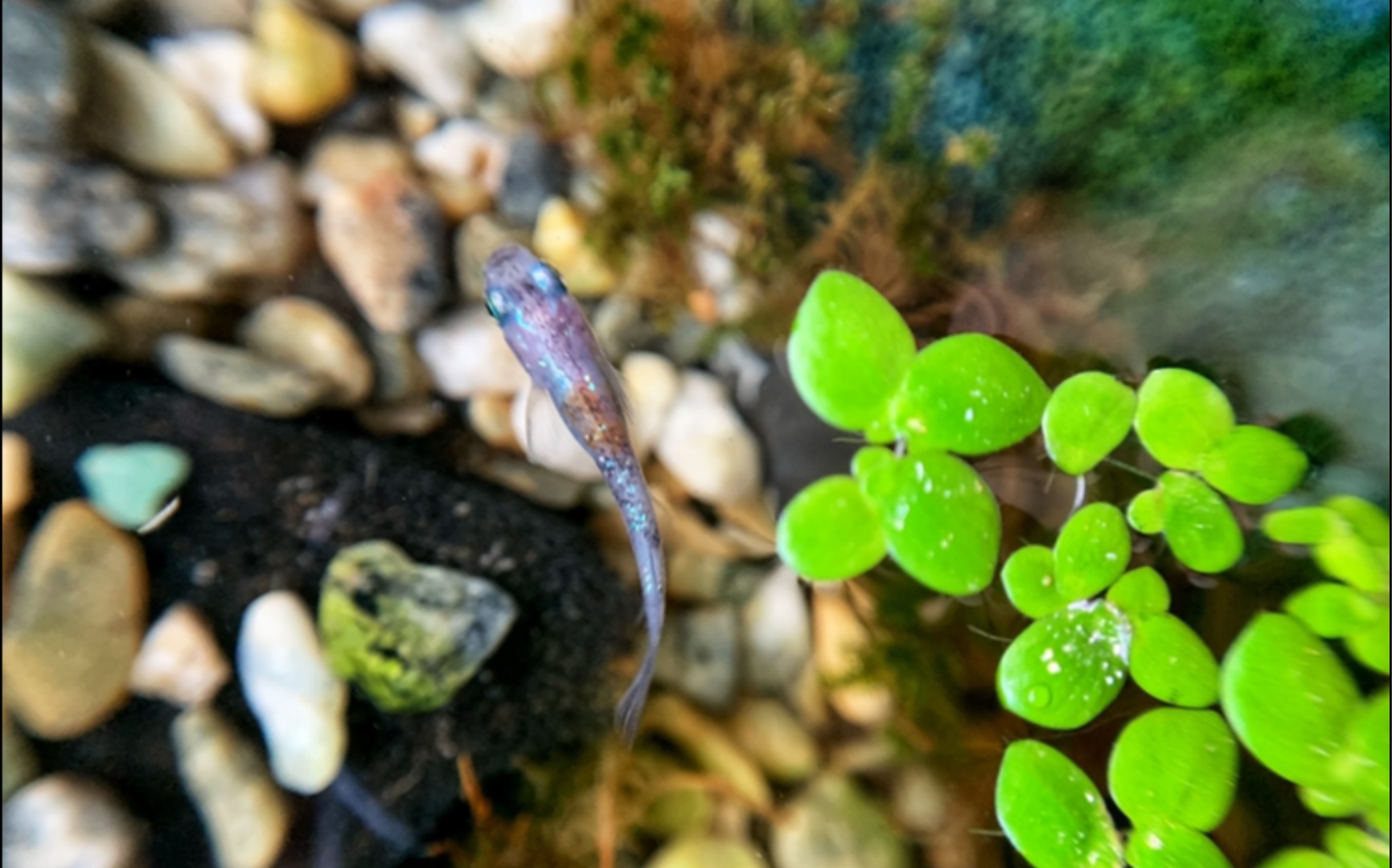 觀背青鱂餵食日常魚缸底砂裡的線蟲和渦蟲