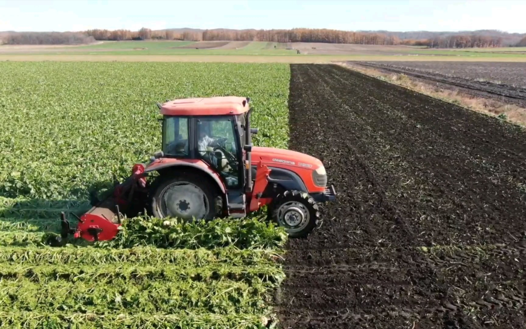 大农场机械化收获甜菜