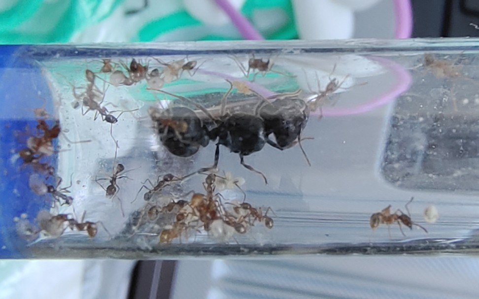 《蚂蚁》中华四节大头蚁开箱