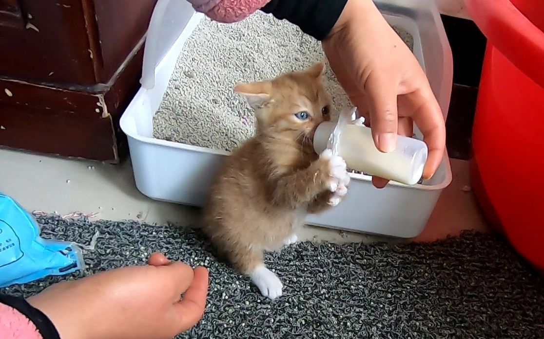 小奶猫护食真霸道抱着奶瓶不撒手亲妈都不让靠近