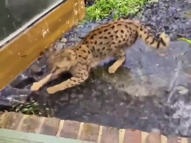 [图]在雨中欢腾的热带草原猫，第一次淋这么大的雨，真的哪哪都好奇