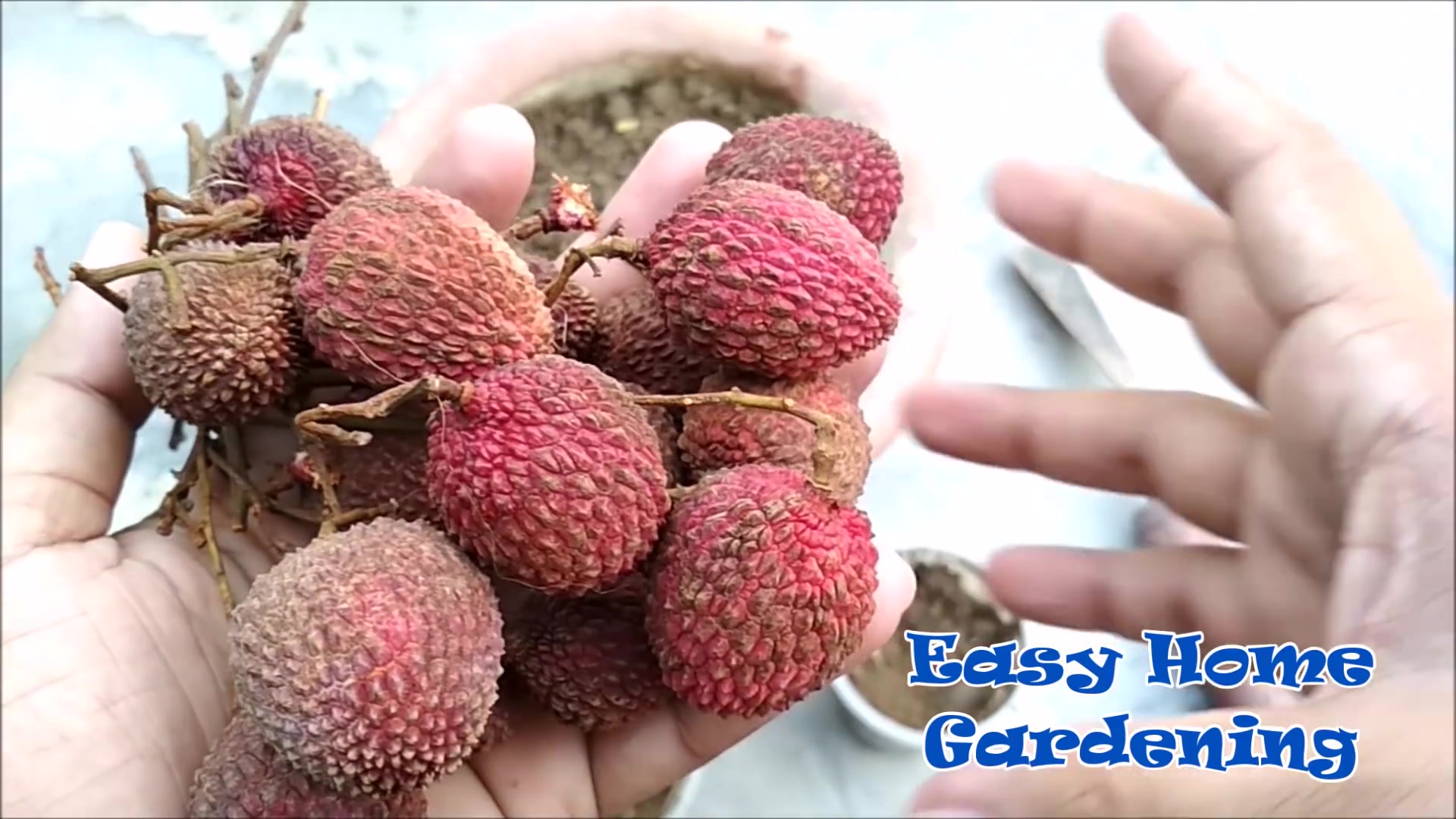 荔枝树种盆栽 How to grow LYCHEE tree from seeds in Container哔哩哔哩bilibili