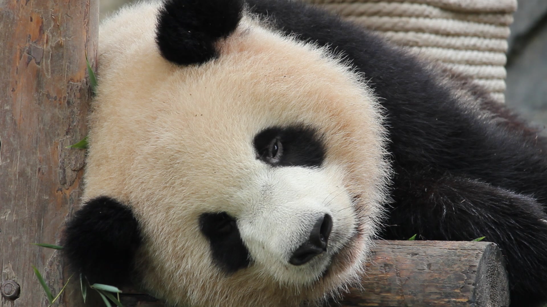 大熊猫雪宝睡眼惺忪的雪宝坚持上班卖萌