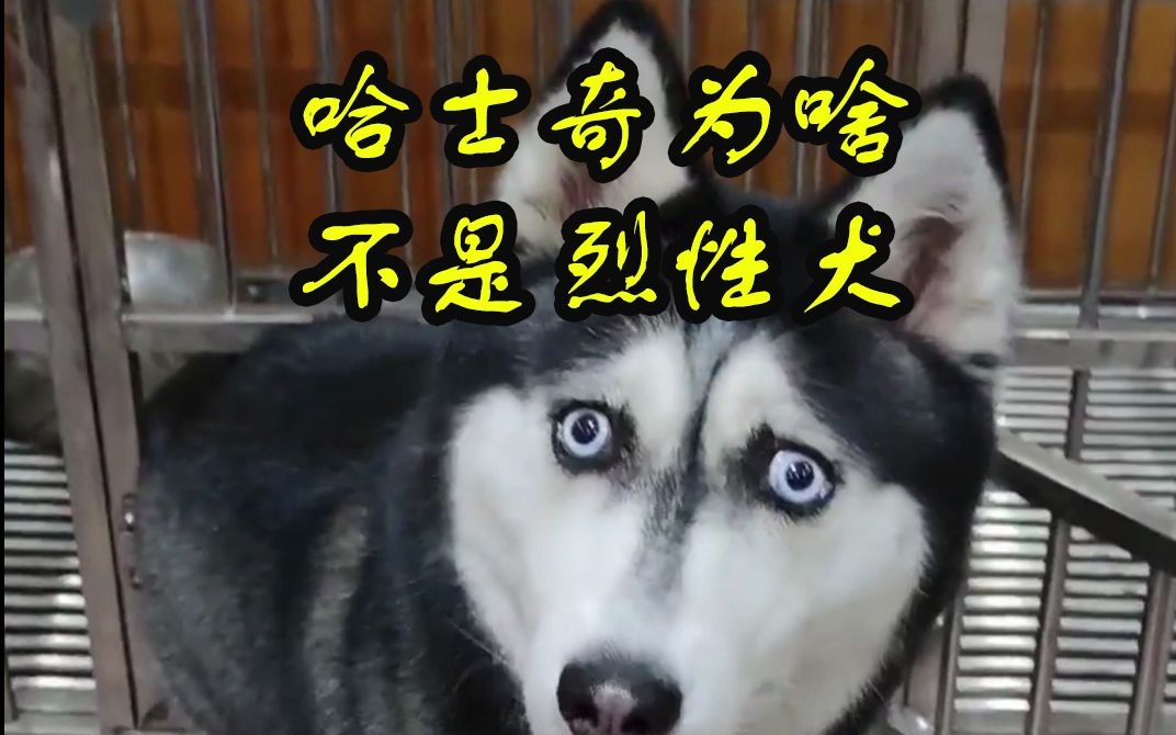 [图]哈士奇为啥不是烈性犬？