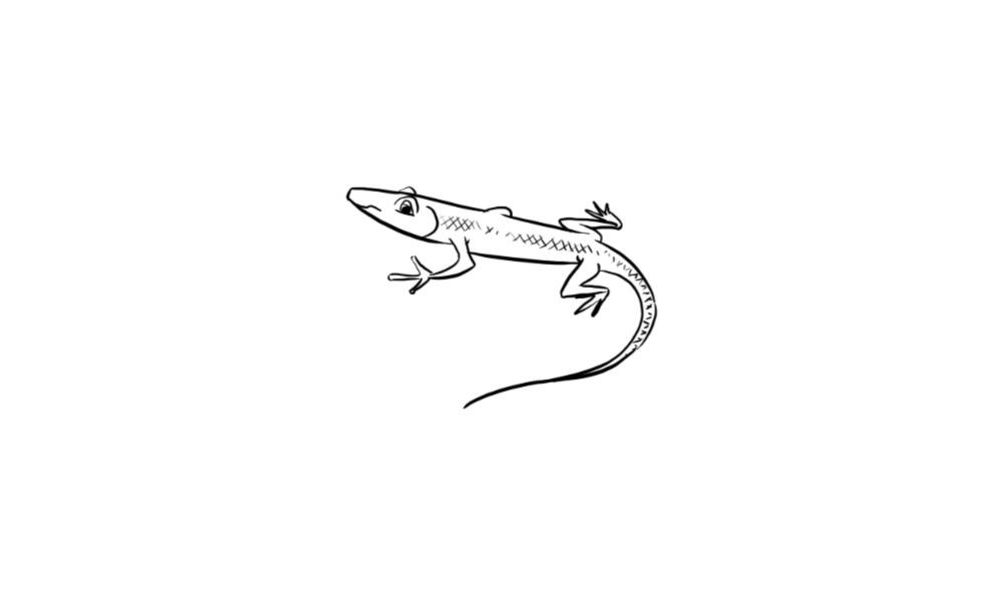 如何画蜥蜴|蜥蜴的画法步骤|初学者的简易画法