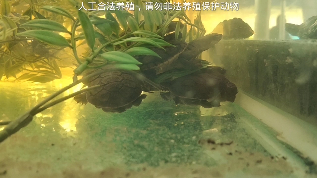 側頸龜類必須要加溫,蛇頸龜能跟觀賞魚混養,斑點巴西龜可以冬眠