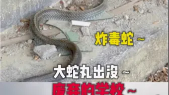 废弃的学校发现毒蛇