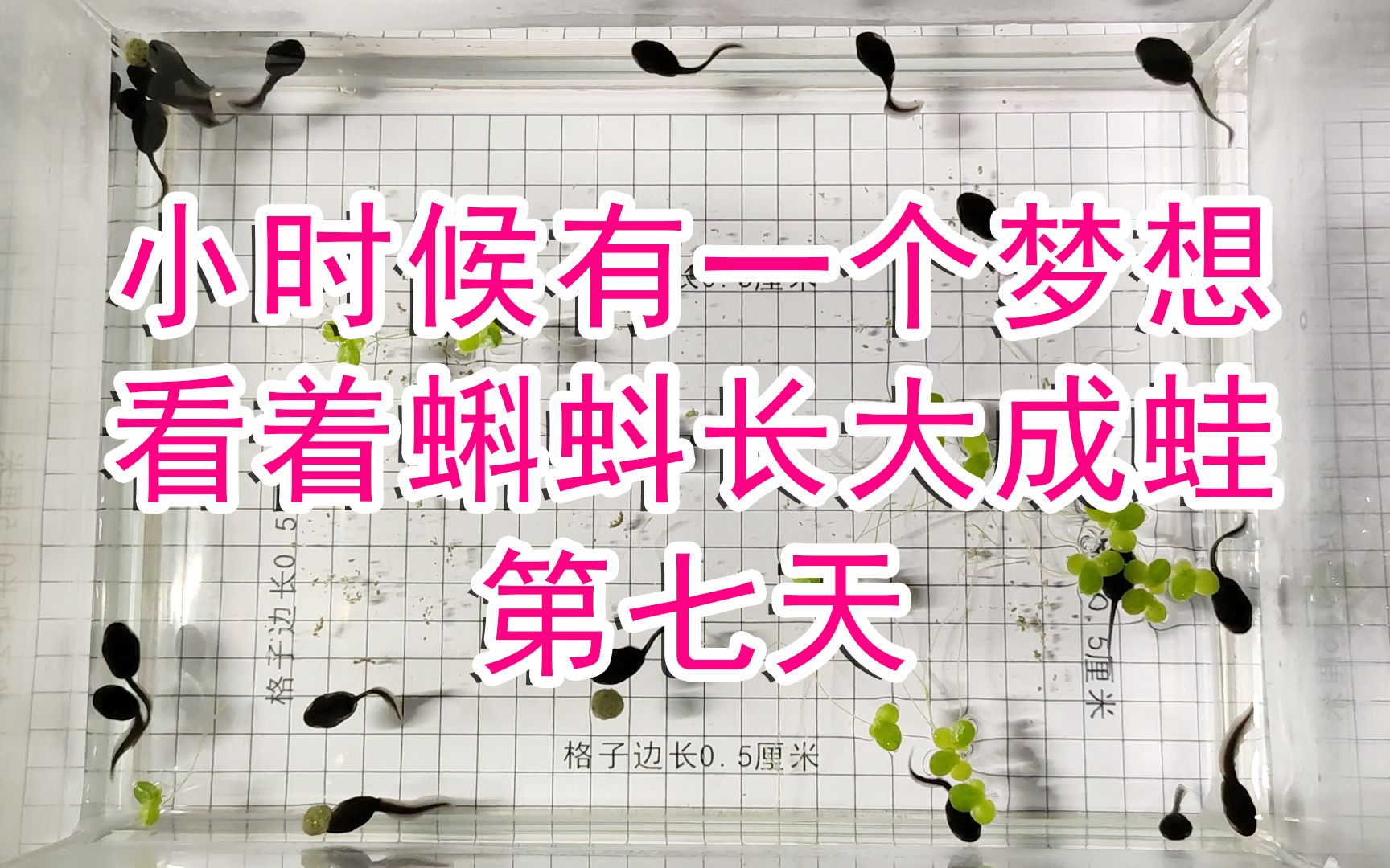 为实现小时候的梦想小伙用两个月记录小蝌蚪长大成蛙第七天