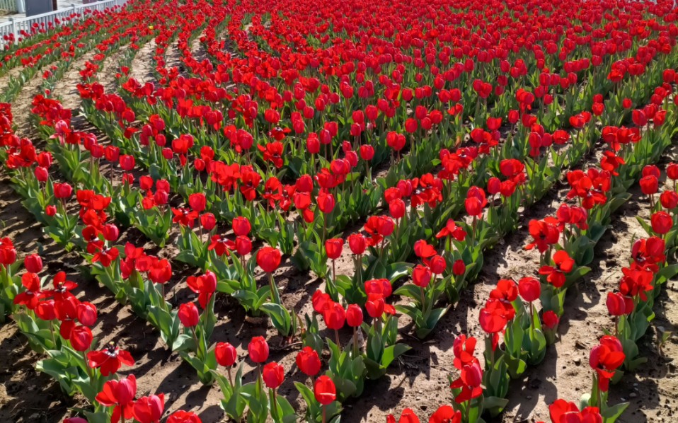 海螺广场的郁金香开了 期待五一的迷笛音乐节