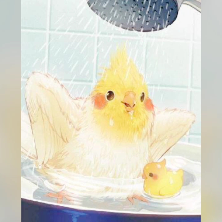 玄凤鹦鹉永远是那么的可爱.