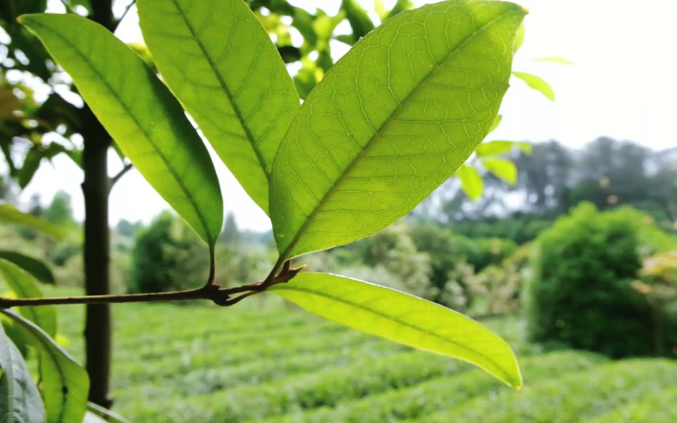 [图]【采茶初体验】爱上一盏清茶，可我的家里没有茶园。