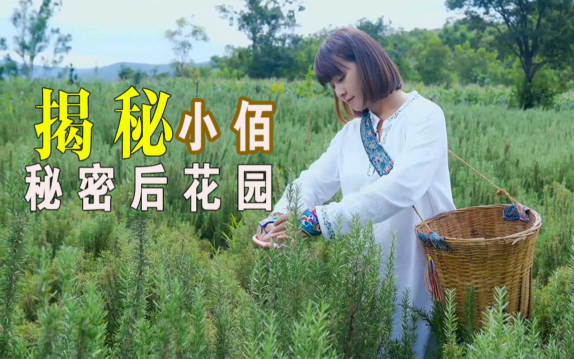 【秘密后花园】待到山花烂漫时,她在丛中笑哔哩哔哩bilibili