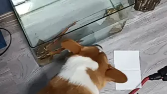 喜欢鱼的狗