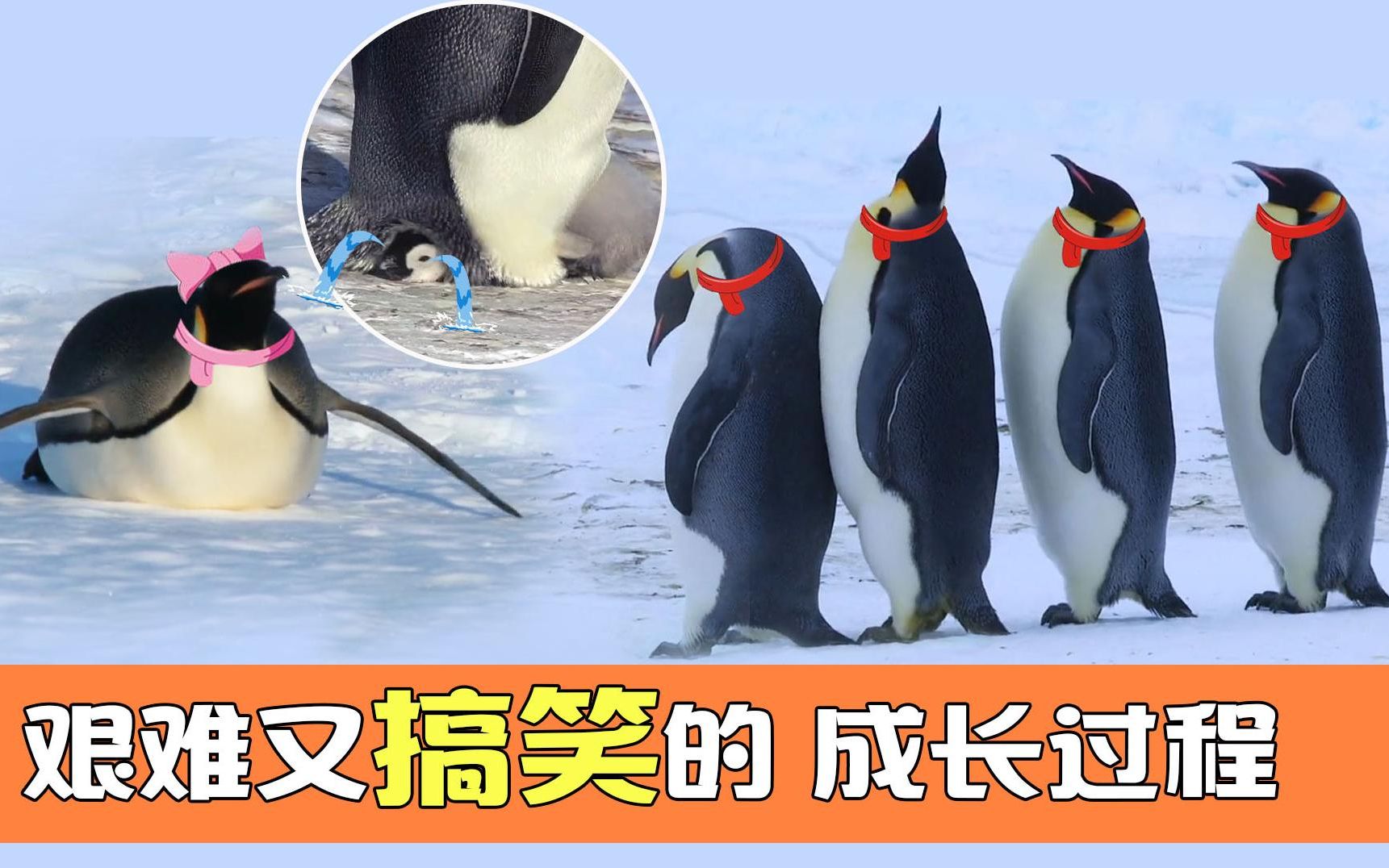 南极搞笑帝企鹅《雪宝》_哔哩哔哩_bilibili