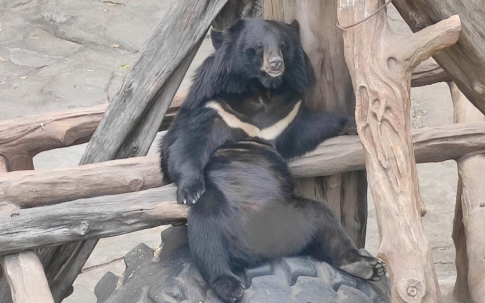 广州动物园,奇奇怪怪的小黑子