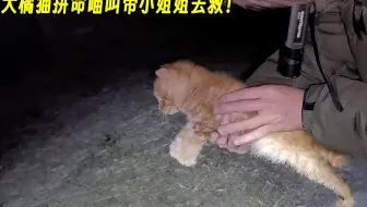 小猫卡砖缝冻成“冰雕”，大橘猫拼命喵叫带小姐姐去救！