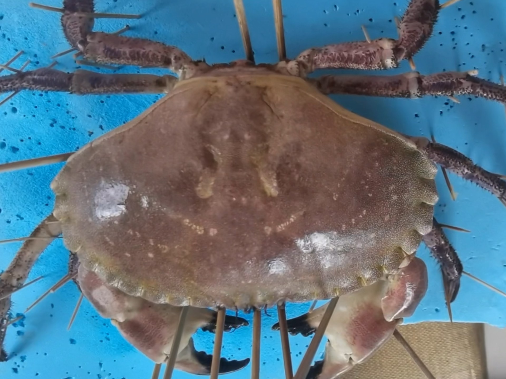 这是什么?面包蟹,做一下.这是什么?面包蟹,做一下.这是什么?