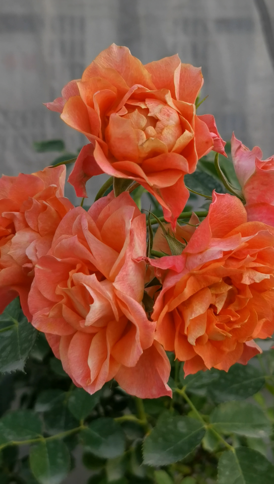 月季品种:帕尔马,永远的帕尔马palma foreve,橙色,丹麦,适宜棒棒糖