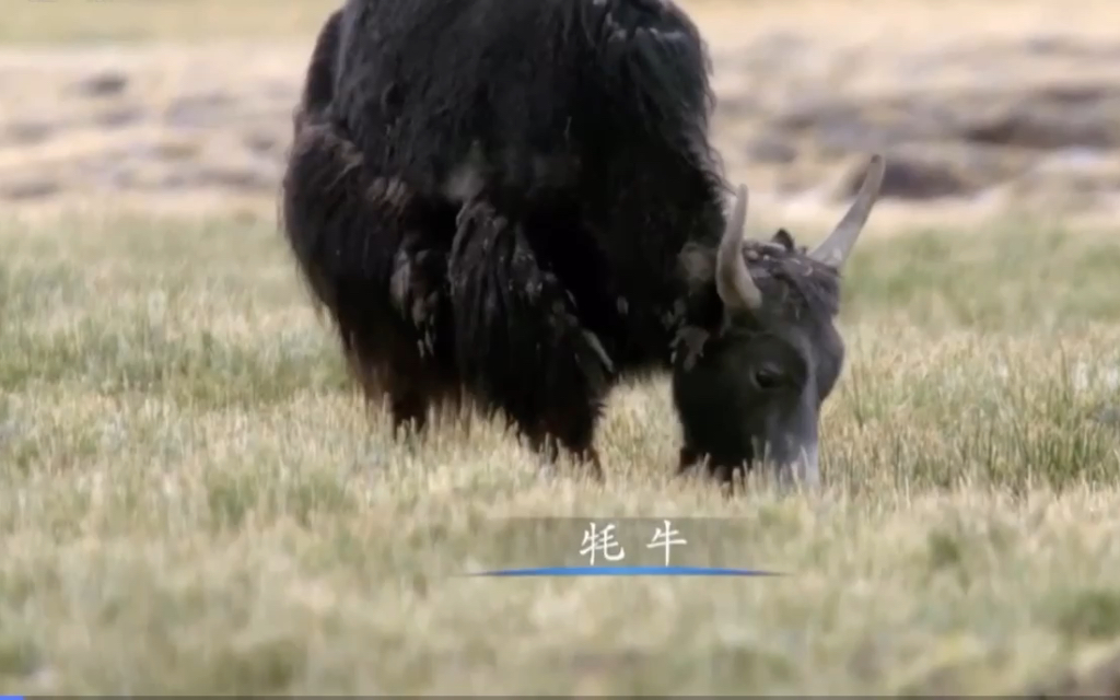 [图]野生动物，极地生灵，牦牛