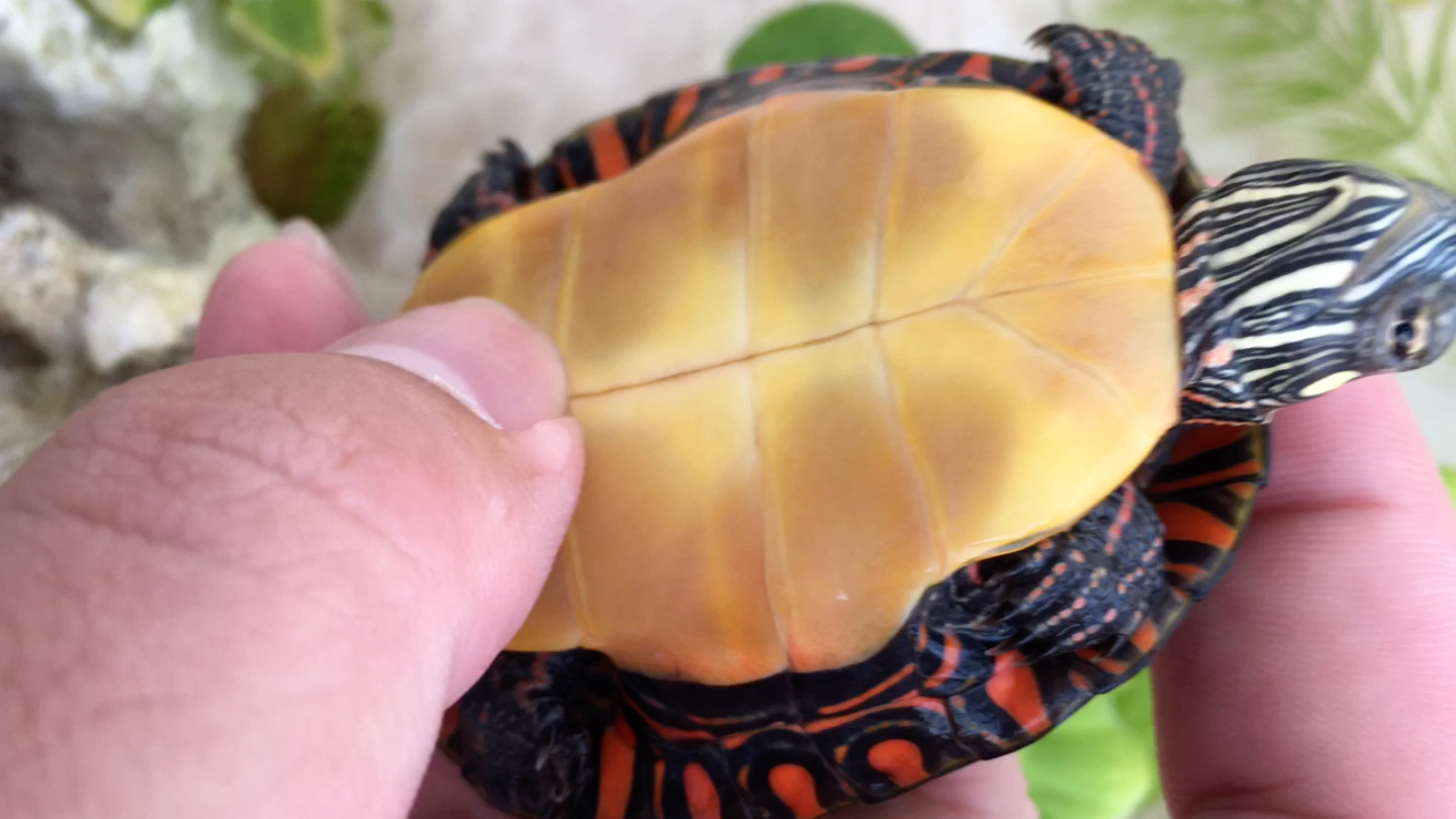 东锦龟苗到啦h62h