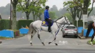 Video herunterladen: 【24.4.23】今早的银音速和山茶花（备战天春）