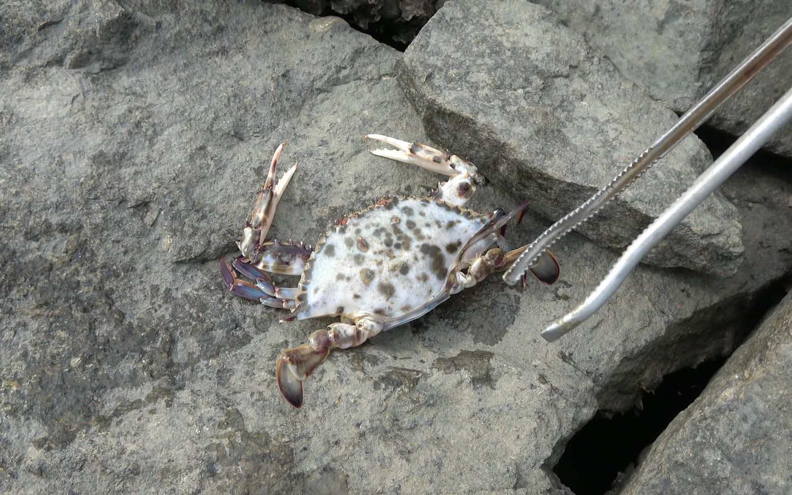 赶海偶遇豹纹蟹大梅一举将其拿下带回家一蒸依然很帅